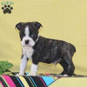 Texas, Boston Terrier Puppy